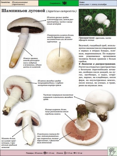 Champignon des prés ou vrai champignon