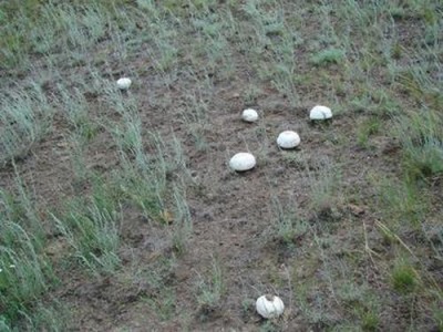 Paddestoelen kunnen overal groeien