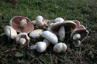 Regels voor het verzamelen van champignons