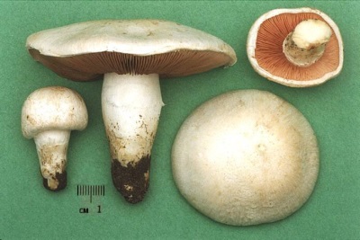 Kenmerken van champignonpaddestoelen