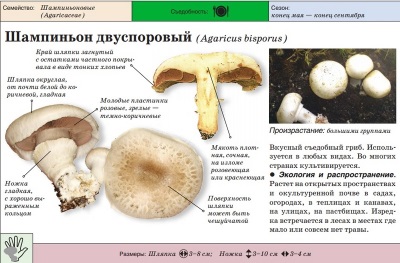 Tuinchampignon of dubbelsporige champignon