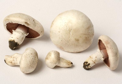 Les champignons sont utilisés à des fins médicinales