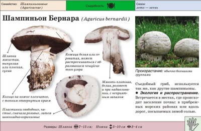 Steppe champignon of Bernard champignon