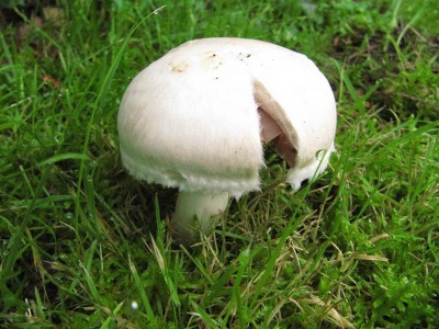 champignon dop