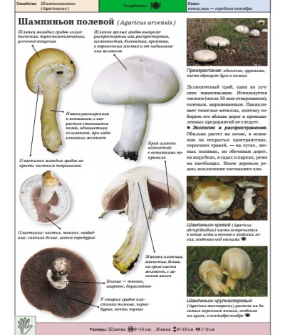 champignon des champs