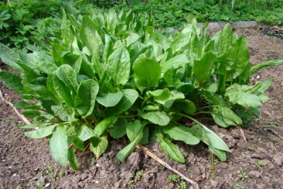 Sorrel di taman