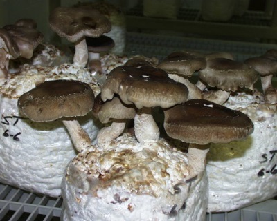 Intensieve shiitake-methode kweken 