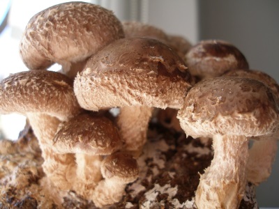 wygląd grzybów shiitake