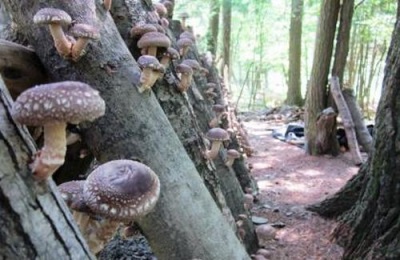 Methode voor het kweken van shiitake-paddenstoelen voor medicinale doeleinden