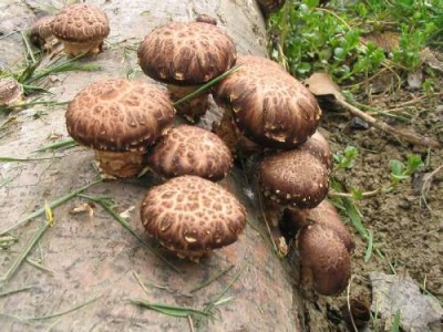 Shiitake groeit voornamelijk in Azië