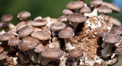 Shiitake-paddenstoelen hebben een enorme lijst met gunstige eigenschappen voor het lichaam.