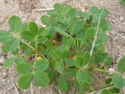 Faire pousser des cacahuètes à l'extérieur