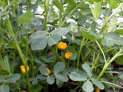 Kacang tanah tumbuh di rumah hijau