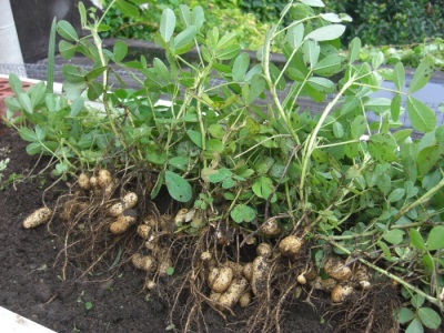 Menanam kacang tanah harus mengikut peraturan asas