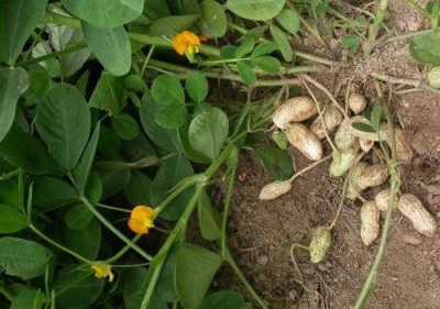 Pinda's kweken in je tuin is helemaal niet moeilijk, je moet alleen enkele nuances kennen