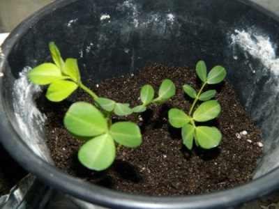 Faire pousser des cacahuètes à la maison dans un pot