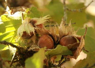 buah hazelnut