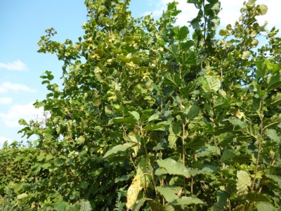 Noisette de Trébizonde