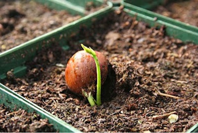 Walnut hazelnut - nảy mầm