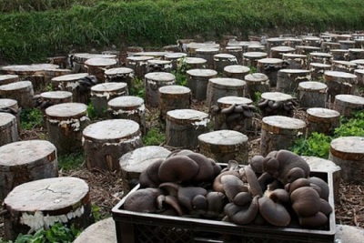 Boomstammen in de grond planten voor het kweken van oesterzwammen