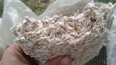 Mycelium oesterzwam