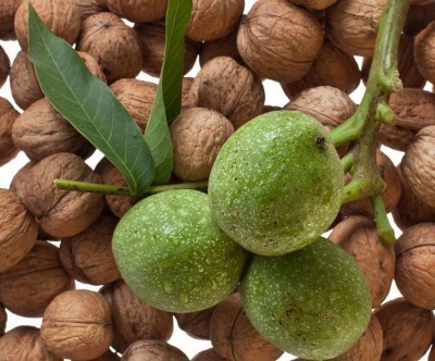 Groene walnoot is rijk aan veel nuttige vitamines en micro- en macro-elementen.