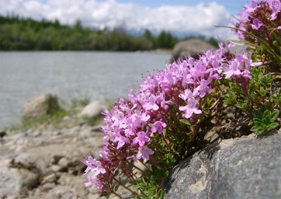 Thyme di Altai