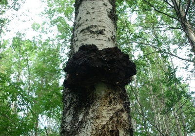 Chaga-paddenstoel groeit op berken