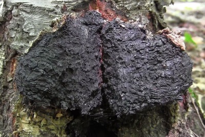 Chaga välimus