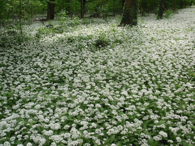 bloeiende wilde knoflook