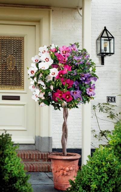 Hibiscus in de tuin