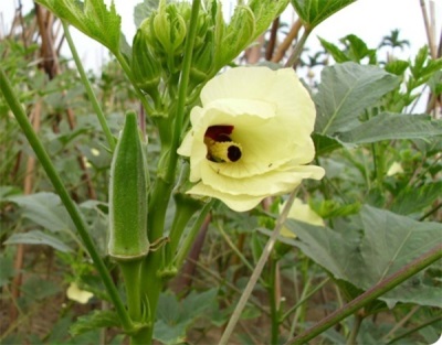 Eetbare Hibiscus of Okra