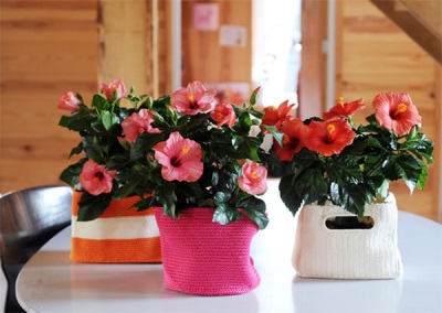 Hibiscus in een pot