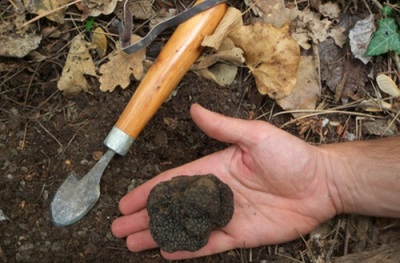 Truffels groeien ondergronds in loof- en gemengde bossen