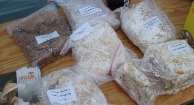 Truffels kweken (truffelmycelium)