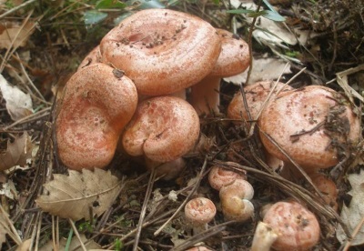 Camelina's zijn veel voorkomende paddenstoelen in dennen- en sparrenpaddenstoelen