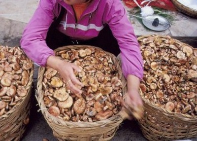 Tips voor het kiezen van paddenstoelen en waar je ze kunt kopen