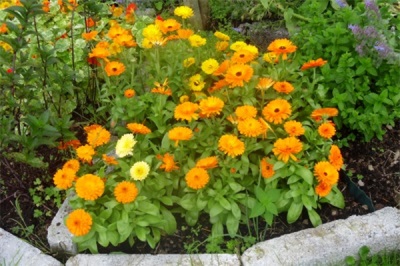 Calendula in de tuin