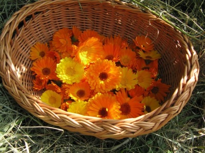 Kenmerken van calendula