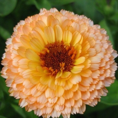 Calendula-variëteit Pink surprise