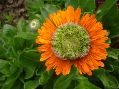 Calendula roheline süda