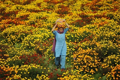 Calendula-velden in India