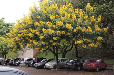 Cassia đến từ Trung Quốc, nhưng không chỉ phát triển ở đó