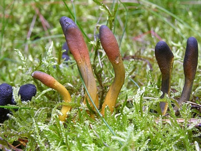 Cordyceps komt veel voor in de tropen