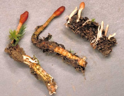 Kenmerken van Cordyceps