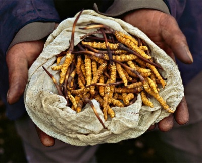 Cordyceps jest wskazany w wielu chorobach