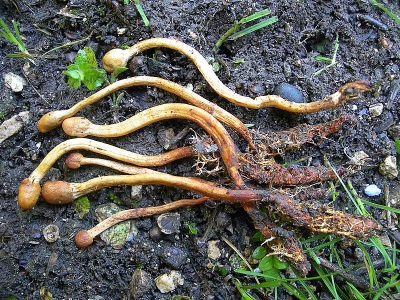 Kordyceps ma wiele dobroczynnych właściwości dla organizmu.