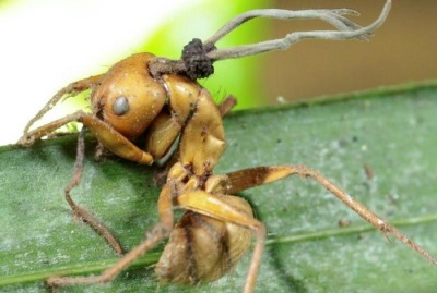 Cordyceps op mieren