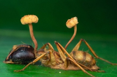 Caractéristiques biologiques du cordyceps