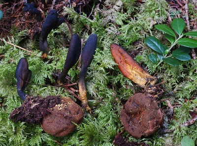 Cordyceps kweken in de tuin